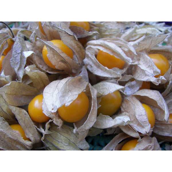 有機黃金莓乾 Organic Dried Golden Berries