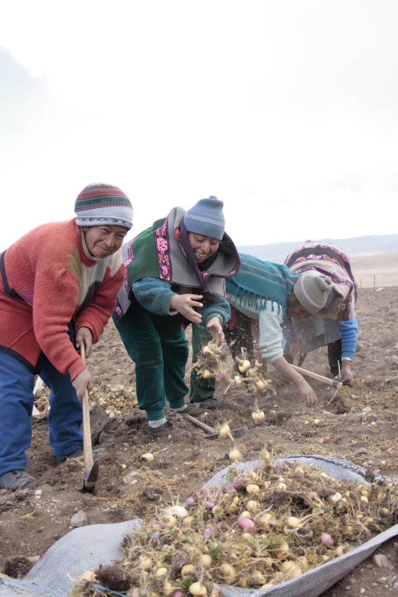 有機易消化配方瑪卡粉 Organic Gelatinized Maca Powder