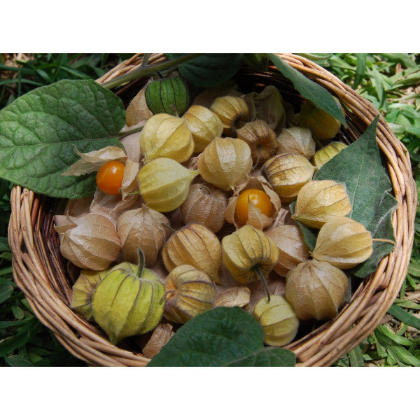 有機黃金莓乾 Organic Dried Golden Berries