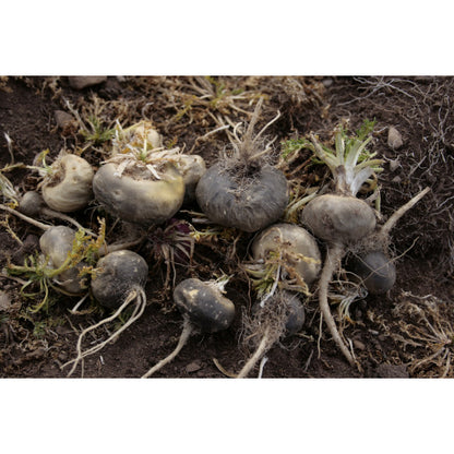 有機高級黑瑪卡粉 Organic Premium Black Maca Powder