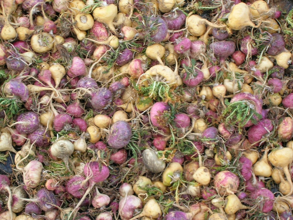 有機易消化配方瑪卡粉 Organic Gelatinized Maca Powder