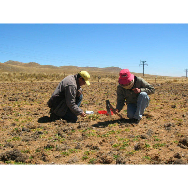 有機瑪卡粉 Organic Maca Powder