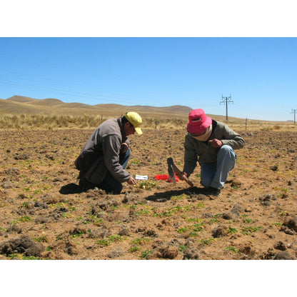 有機瑪卡粉 Organic Maca Powder