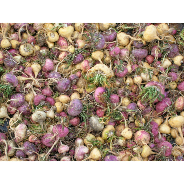 有機瑪卡粉 Organic Maca Powder