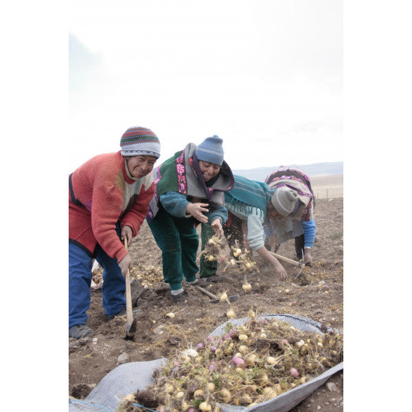 有機瑪卡粉 Organic Maca Powder