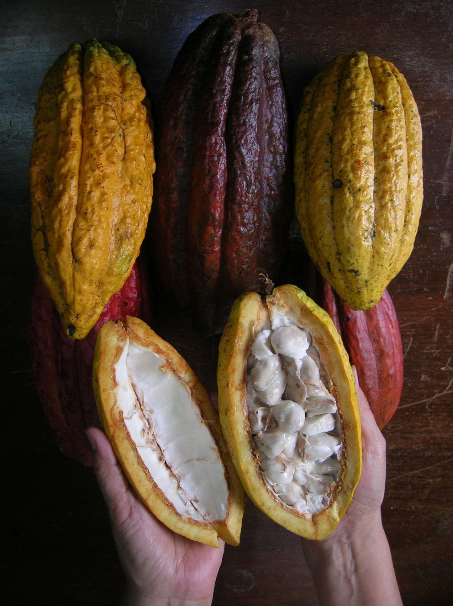 有機可可粉 Organic Cacao Powder